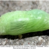 polyommatus semiargus pupa